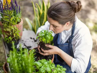 Weekly Pinching Boosts Basil Growth, Expert Reveals