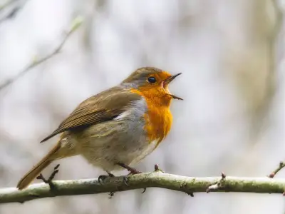Welsh Gardeners Urged to Provide Water for Robins in Heatwave