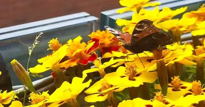 Why French Marigolds Are the Best Low-Maintenance Plant for Summer Blooms