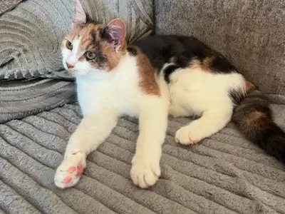 Woman's heartbreak as cat shot with air gun has to be put to sleep