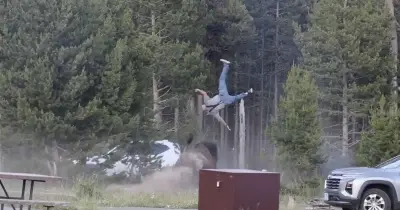 Yellowstone Bison Attack: Tourist Hurled 8 Feet, Breaks Hip