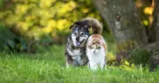 10 common garden plants dangerous for dogs and cats