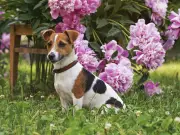 10 garden plants toxic to dogs and cats and pet-safe alternatives
