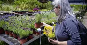 10 Perennial Plants That Will Bloom for Decades After a Single Purchase