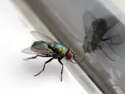 10-Second Boiling Water Trick Banishes Fly Infestation for Good