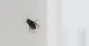 10-Second Daily Task Banishes Fly Infestation: Boiling Water Down Drain