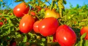10-Second Tomato Task in July for Bigger, Faster-Ripening Fruit
