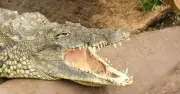 £100k raised for boy, 3, injured in crocodile enclosure