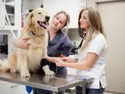 11 Vet Rule Changes: £21 Prescription Fee Cap for Dog and Cat Owners