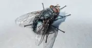 £1.17 Mint Plant Repels All Flies from Your Home This Summer