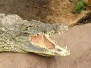 12-Year-Old Boy Killed by Crocodile While Washing Hands in Indian River