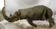 14,000-Year-Old Frozen Puppy Found with Woolly Rhino in Stomach