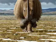14,000-Year-Old Puppy Found with Woolly Rhino in Stomach