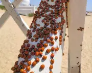 1976 Ladybird Invasion: Deluge of Seven-Spot Beetles Hits Welsh Coast