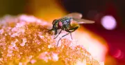 2-Minute Sink Task Keeps Flies Out of Your Home This July