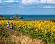 20 Brilliant UK Family Days Out for Summer: Sunflowers, Bats, and More