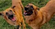 22,000 Reject Rescue Dogs Trapped in Dungeon for 2 Years