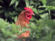£2m free-range egg unit approved for Ayrshire farm