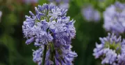 3 Drought-Tolerant Plants That Thrive in UK Heatwave Without Watering