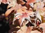 3 Easy Jobs to Stop Japanese Maple Leaves Scorching in July