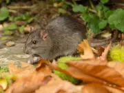 3 Free Expert Tips to Keep Rats Out of Your Garden This Summer