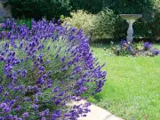 3 Heat-Loving Flowers That Never Need Watering: Expert's Picks