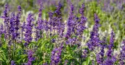 3 Plants That Thrive Without Watering in UK Heatwave