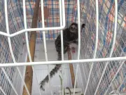 £3,000 reward offered after monkey abandoned on London bus