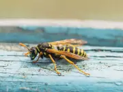 35p Tesco Item Repels Wasps and Insects From Home, Expert Says