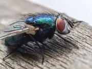 37p Lemon and Clove Hack That Banishes Flies for Good