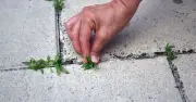£4 B&M Weed Control Fabric Stops Weeds and Lets Soil Breathe