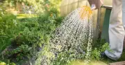 4 Gardening Jobs You Can Still Do During a Hosepipe Ban for a Thriving Summer Garden