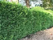 4 Invasive Garden Plants That Could Devalue Your Home by Thousands