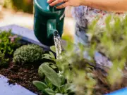 5 Essential July Gardening Jobs for Thriving Plants All Summer