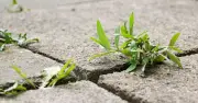 5 Experts Agree: One Natural Method Stops Driveway Weeds