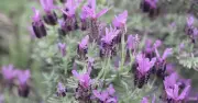 5 Plants Needing Extra Water This Week: Lavender, Tomatoes, and More