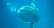 5,000-Pound Ocean Sunfish Spotted Off Brighton Coast in Rare UK Sighting