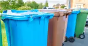 50p Mint Sprigs in Bin Lid Repel Flies and Maggots Naturally