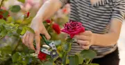 6 plants to prune in July for another flush of blooms, says expert