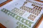 700K Scottish Natural Science Specimens to Be Digitised in Major Project