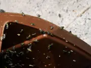 80p kitchen staple keeps flies and maggots away from bins