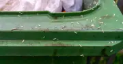 80p kitchen staple keeps flies and maggots out of bins, not baking soda