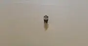 900 Snakes Including Cobras Escape Farm After Floods in China