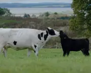 A Dairy Story Review: Progressive Farming Gives Cows and Calves a Happier Life