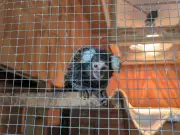 Abandoned Monkey Found in Laundry Bag on London Bus Rescued by RSPCA