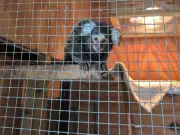Abandoned Monkey Found on London Bus Given New Home at Sanctuary