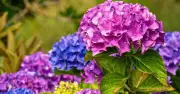Add 1 Natural Item to Soil in July for Better Hydrangea Blooms