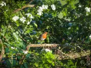 Add 1 Simple Item to Birdbaths to Attract Robins to Your Garden