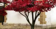 Add 1 Simple Item to Soil for Japanese Maples or Risk Dieback