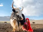 Afghan Girl Milking Yak: Daniel Malikyar's Heroic Photo